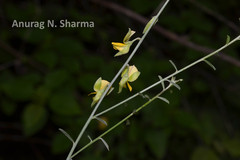 Crotalaria albida